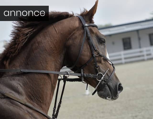 Flere danske hesteejere tager kontakt til hesteviskere